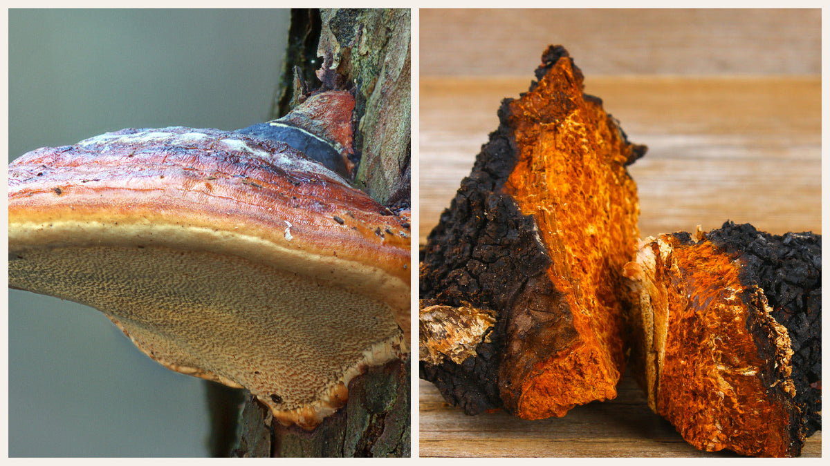 Two-panel photograph of a bracket fungus on a tree and dark conk pieces with orange interiors.